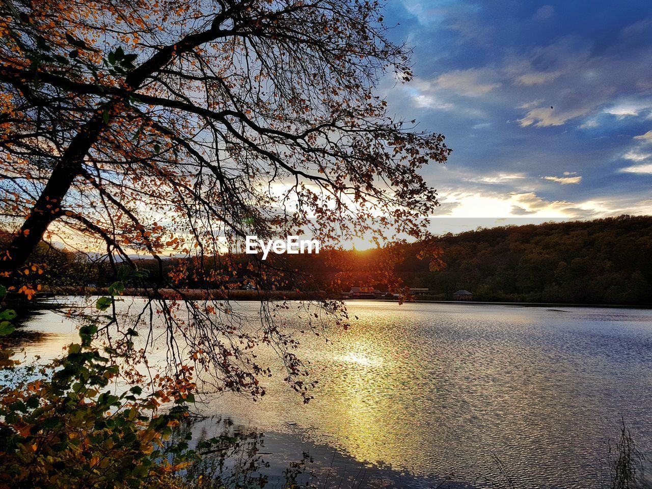 TREE BY LAKE AGAINST SKY DURING SUNSET