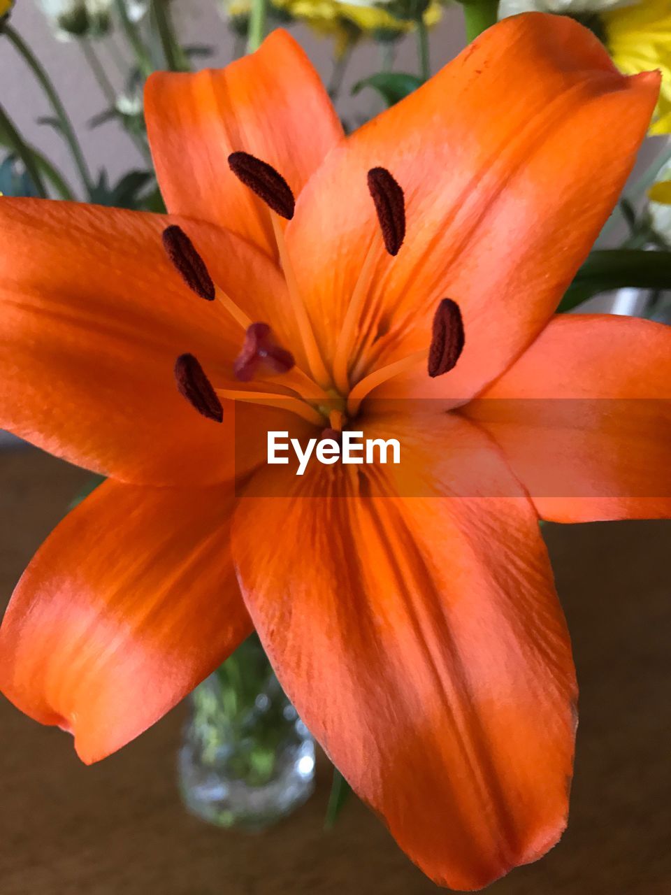 CLOSE-UP OF ORANGE DAY LILY BLOOMING