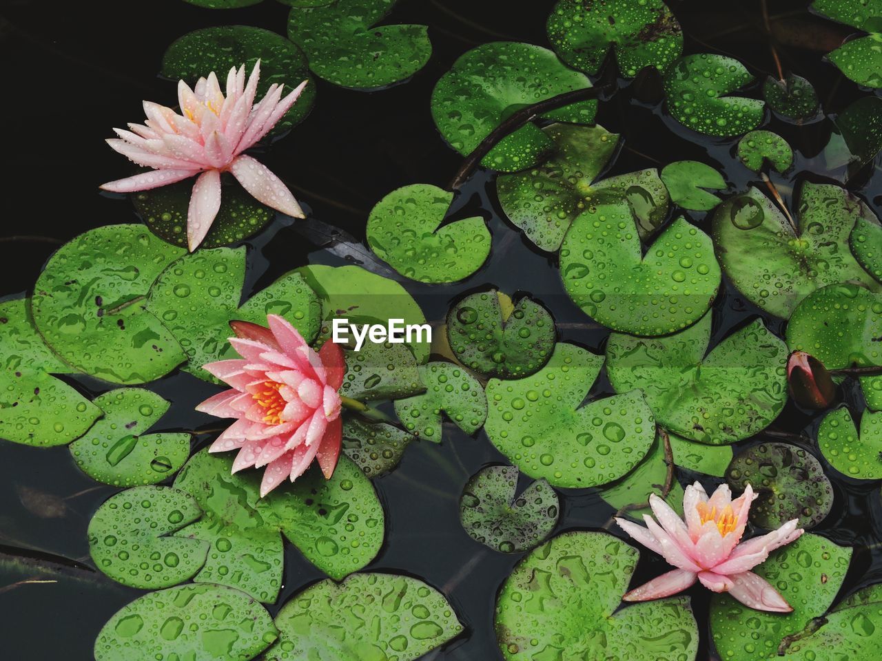 High angle view of pink lotus water lily in pond