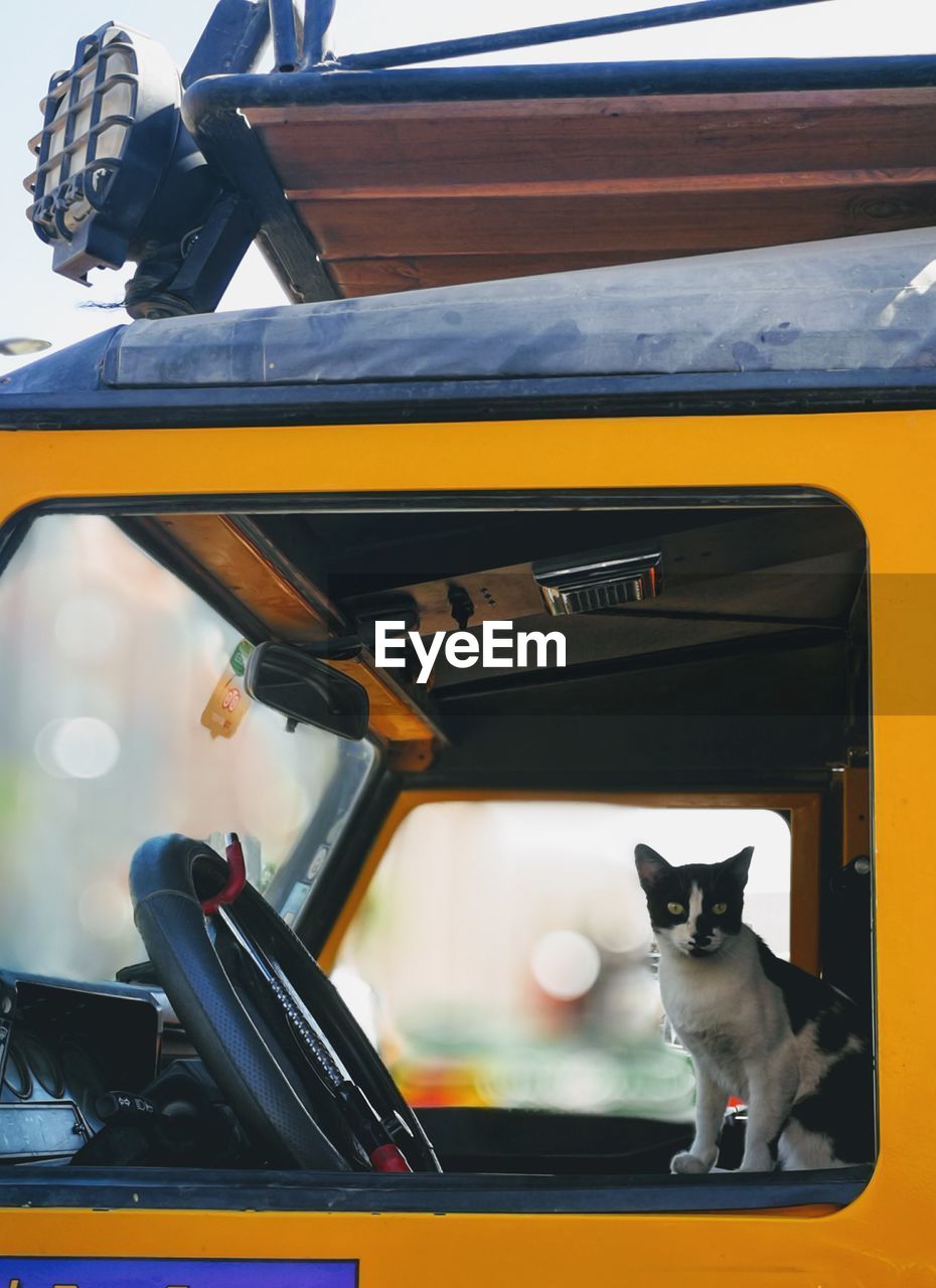 Cat sitting in car