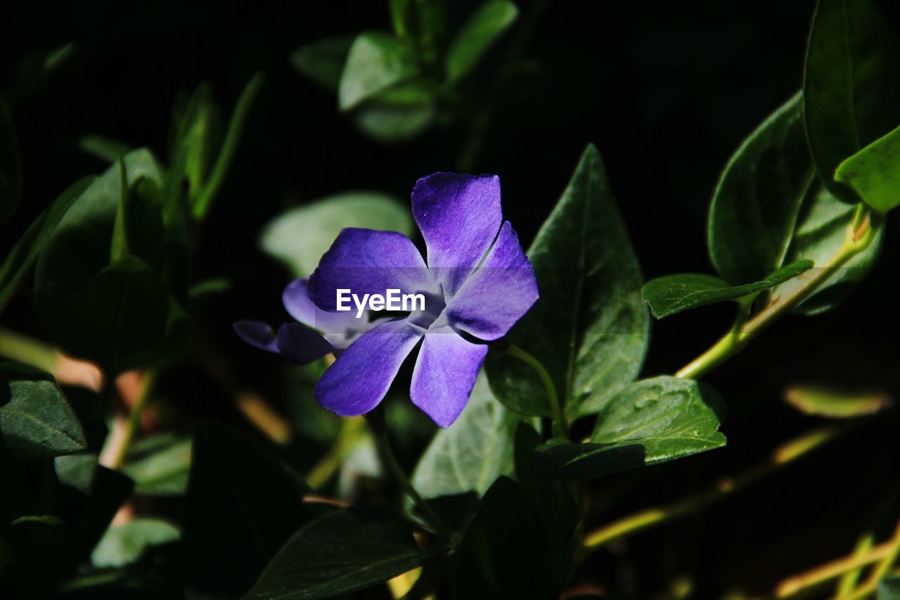 CLOSE-UP OF PURPLE FLOWER BLOOMING OUTDOORS