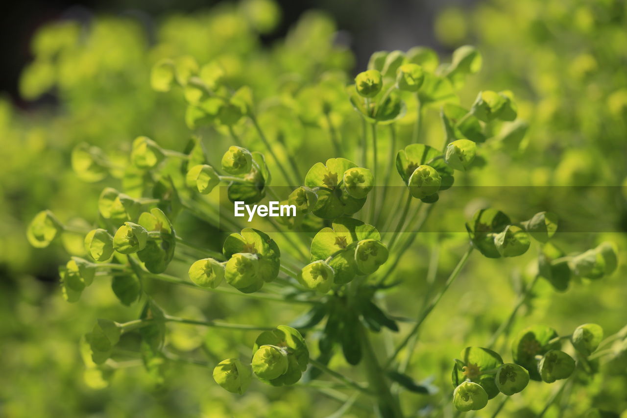 CLOSE-UP OF FRESH GREEN PLANTS