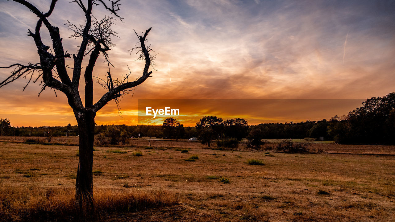 Silhouette bare trees on field against sky during sunset