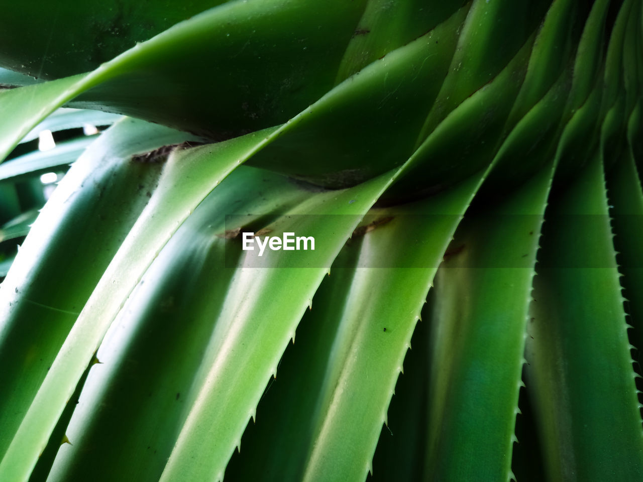 Full frame shot of succulent plant