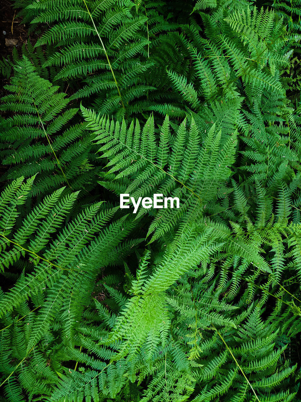 Full frame shot of fern tree