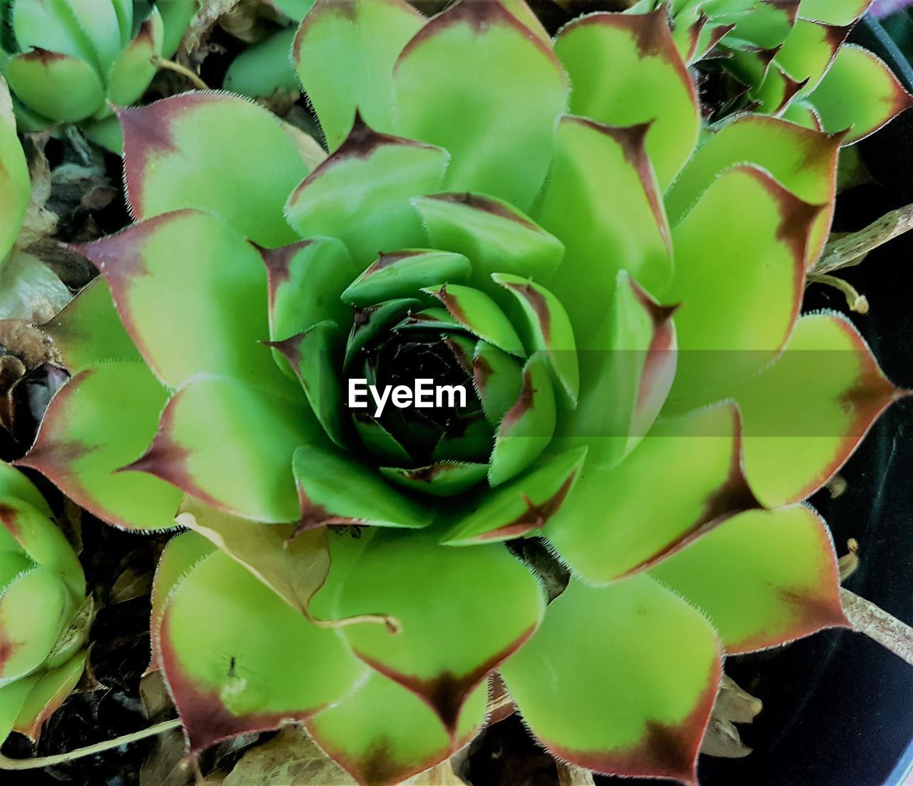 HIGH ANGLE VIEW OF SUCCULENT PLANT OUTDOORS