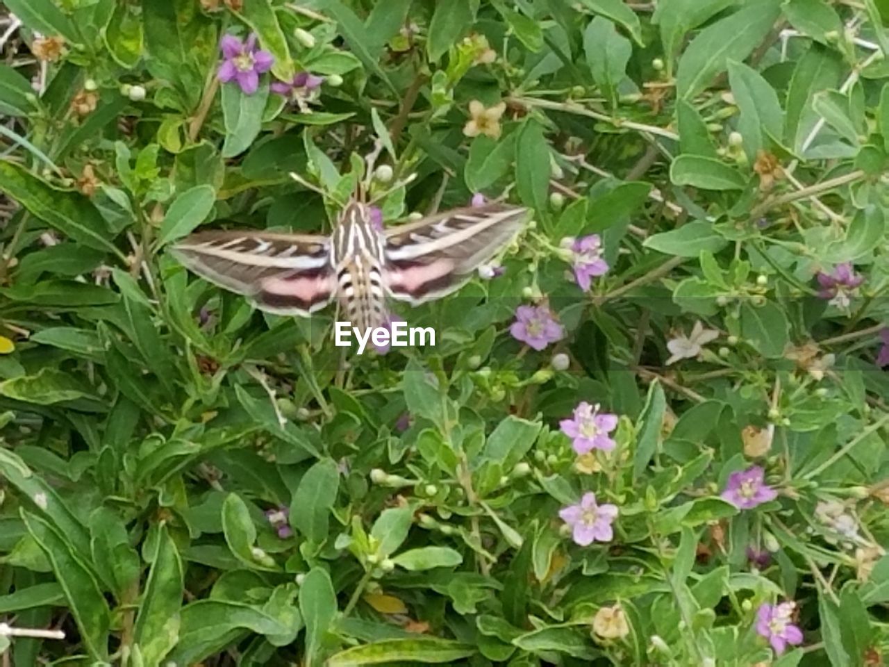 CLOSE-UP OF BUTTERFLY POLLINATING ON FLOWERS