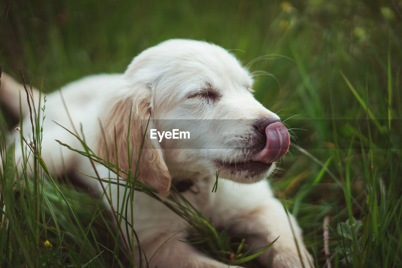 Close-up of dog looking away on field