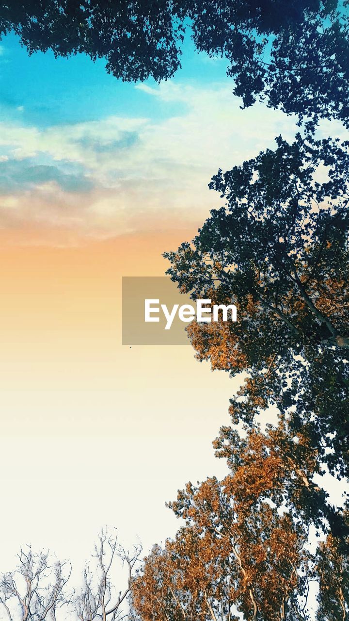 LOW ANGLE VIEW OF TREE AGAINST SKY DURING SUNSET