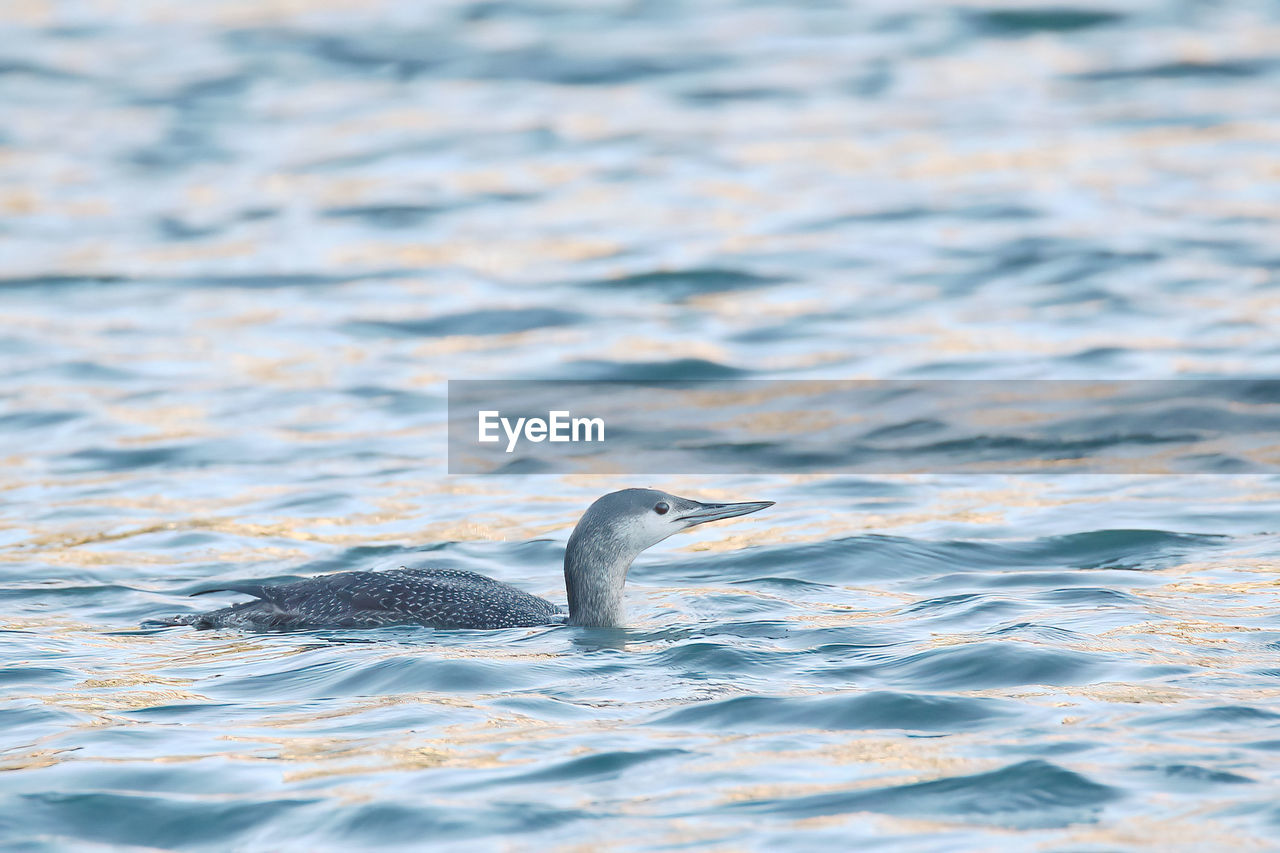 animal themes, animal wildlife, animal, wildlife, water, one animal, bird, sea, no people, swimming, nature, ocean, wave, motion, outdoors, day, shore, beauty in nature, wind wave, rippled, seabird, animal body part, side view