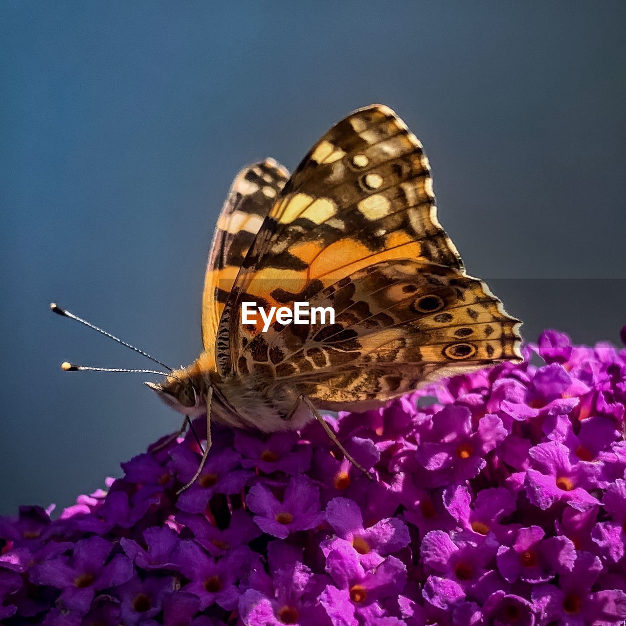 Close-up of butterfly pollinating on purple flower