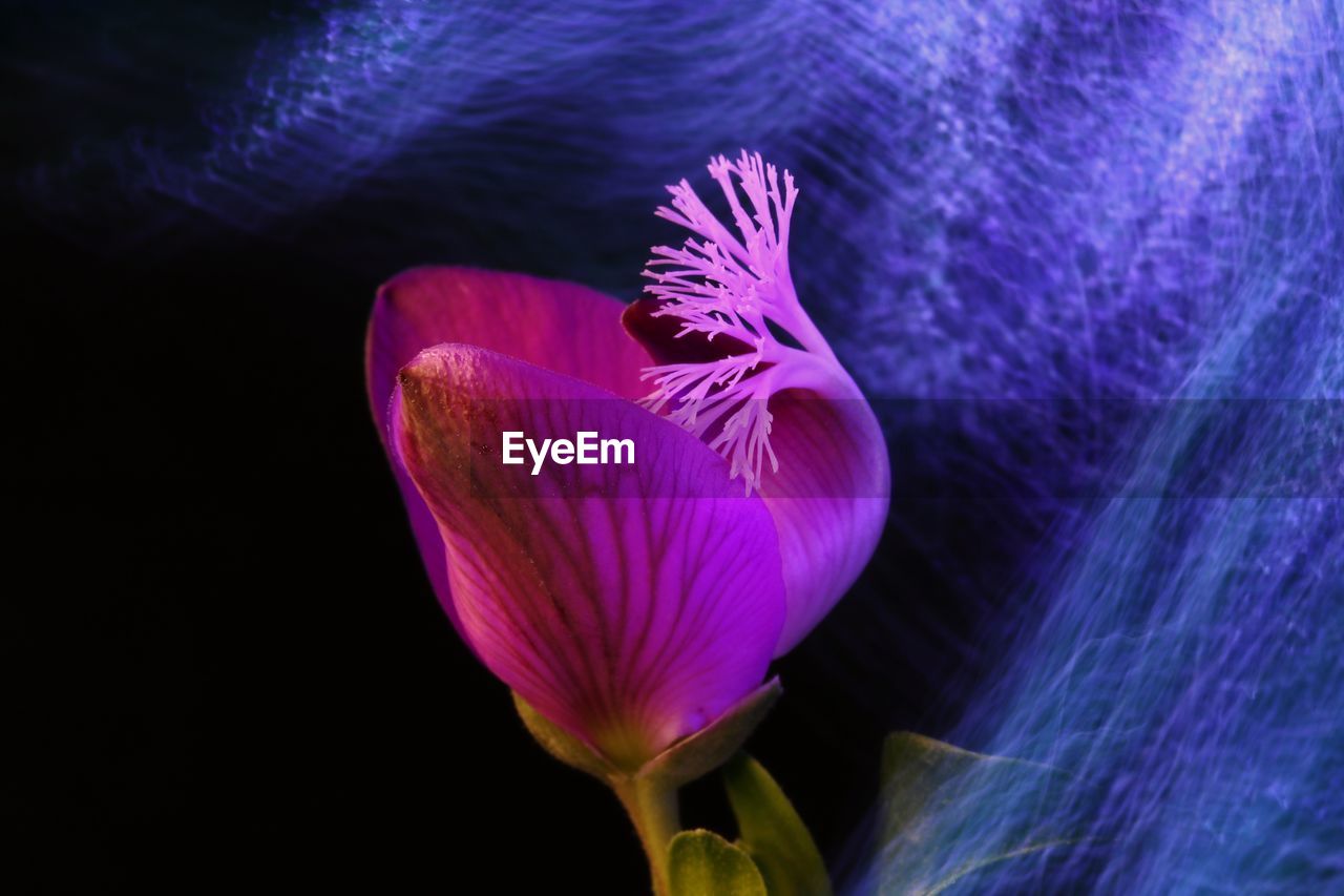 CLOSE-UP OF PINK FLOWER HEAD