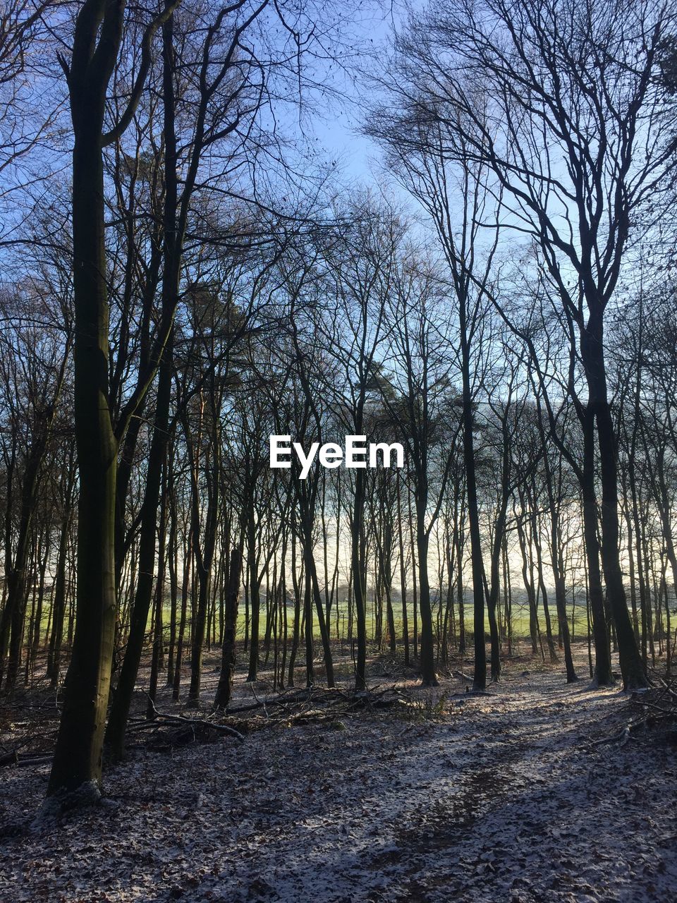 Bare trees in forest against sky