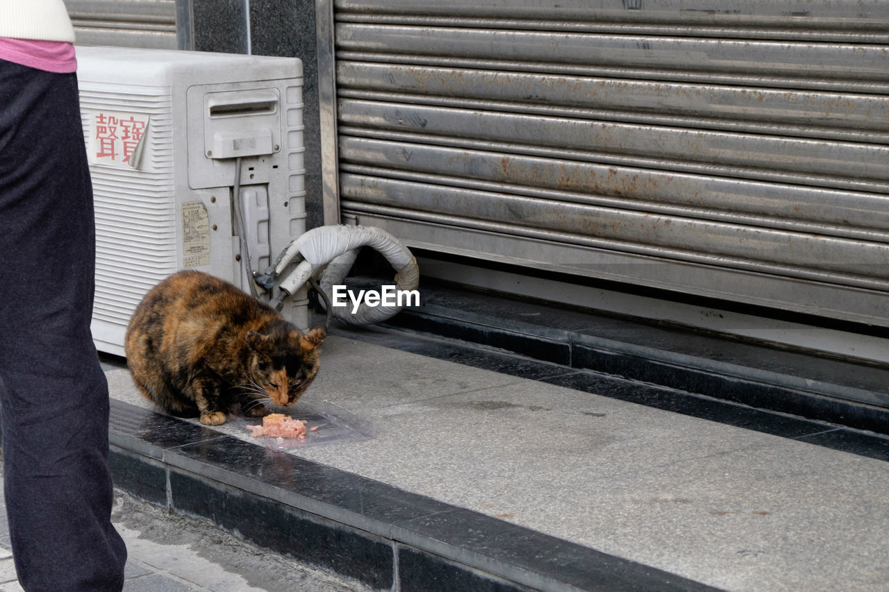 Cat feeding on food outside shop