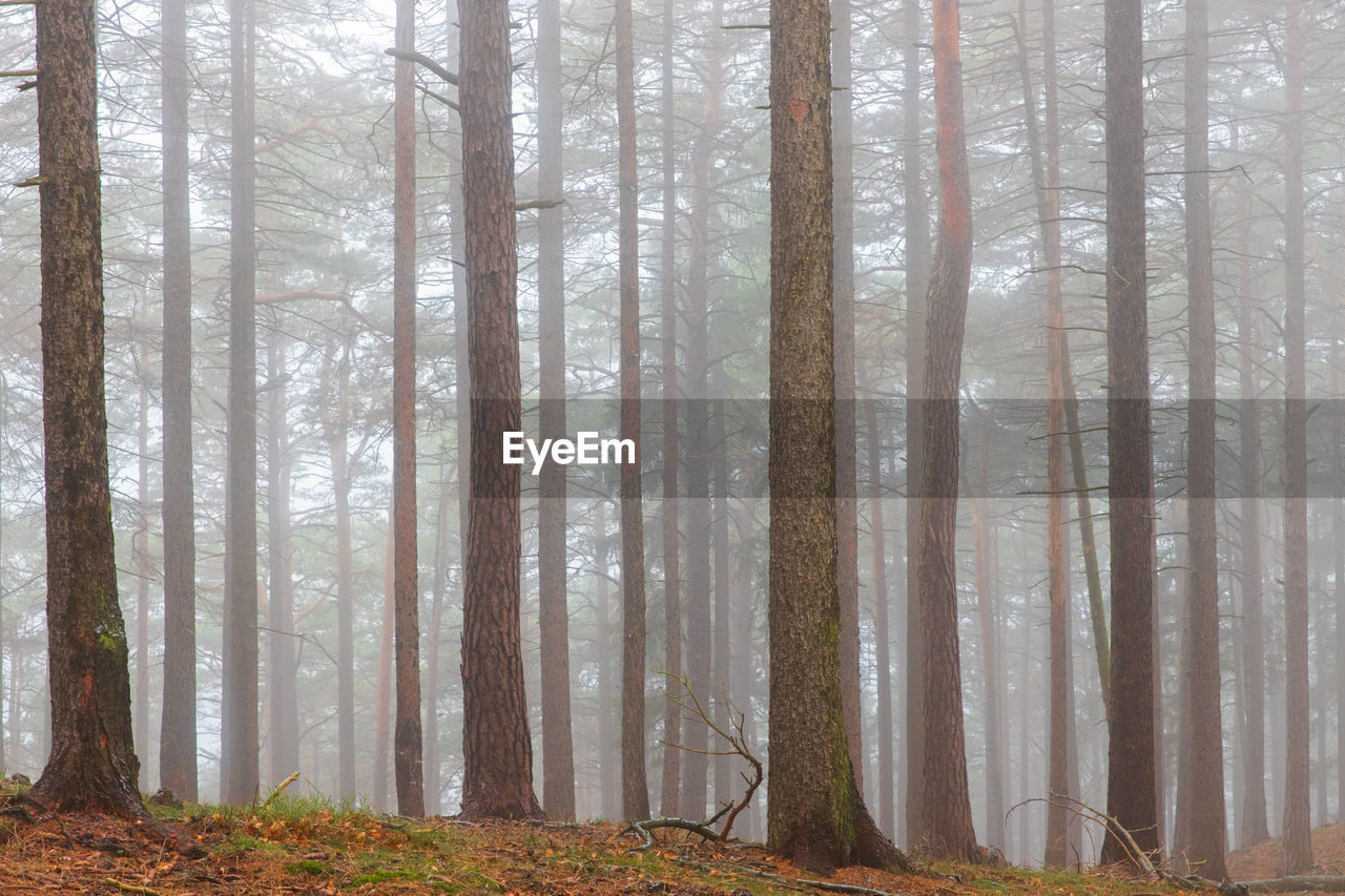 Trees in forest during winter