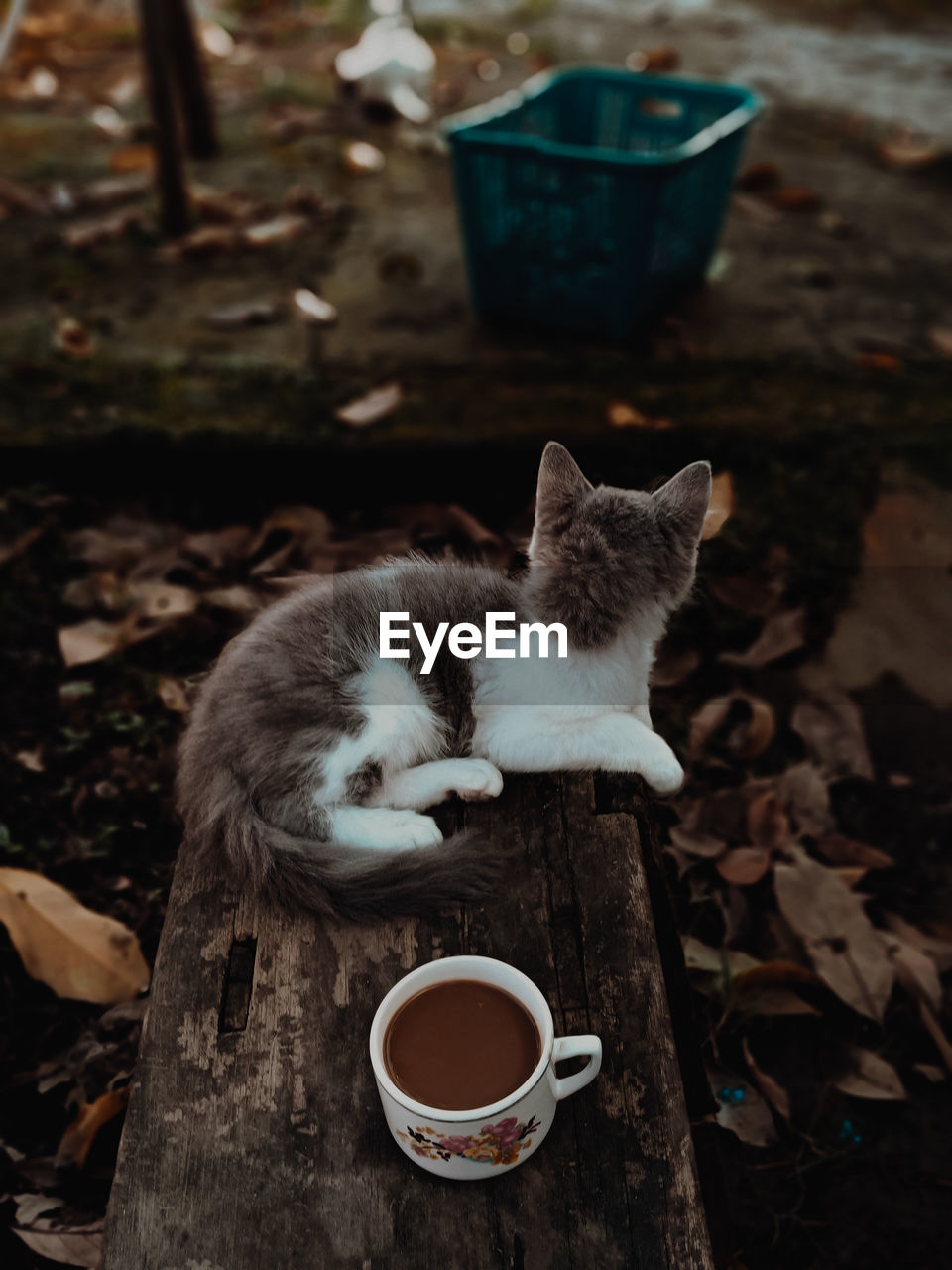 cat, animal, mammal, animal themes, domestic animals, pet, one animal, domestic cat, feline, carnivore, kitten, cup, no people, small to medium-sized cats, mug, felidae, drink, wood, plant part, whiskers, leaf, nature, food and drink, relaxation, tableware, cute, coffee cup