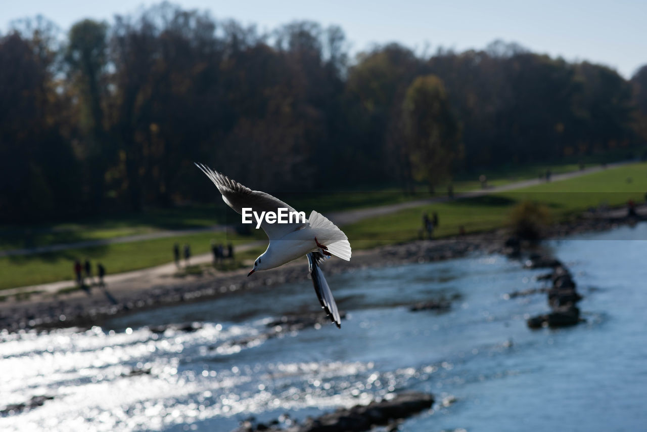 SEAGULL FLYING IN A BIRD