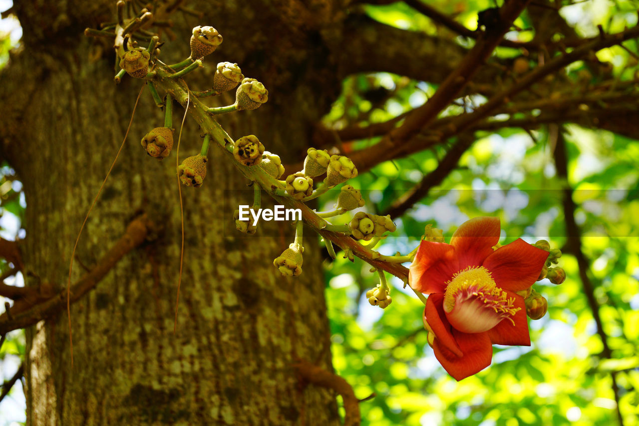 CLOSE-UP OF FLOWERS ON TREE