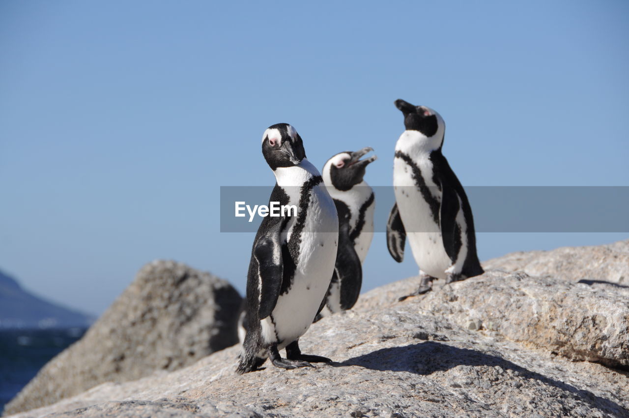 Low angle view of penguin against clear sky