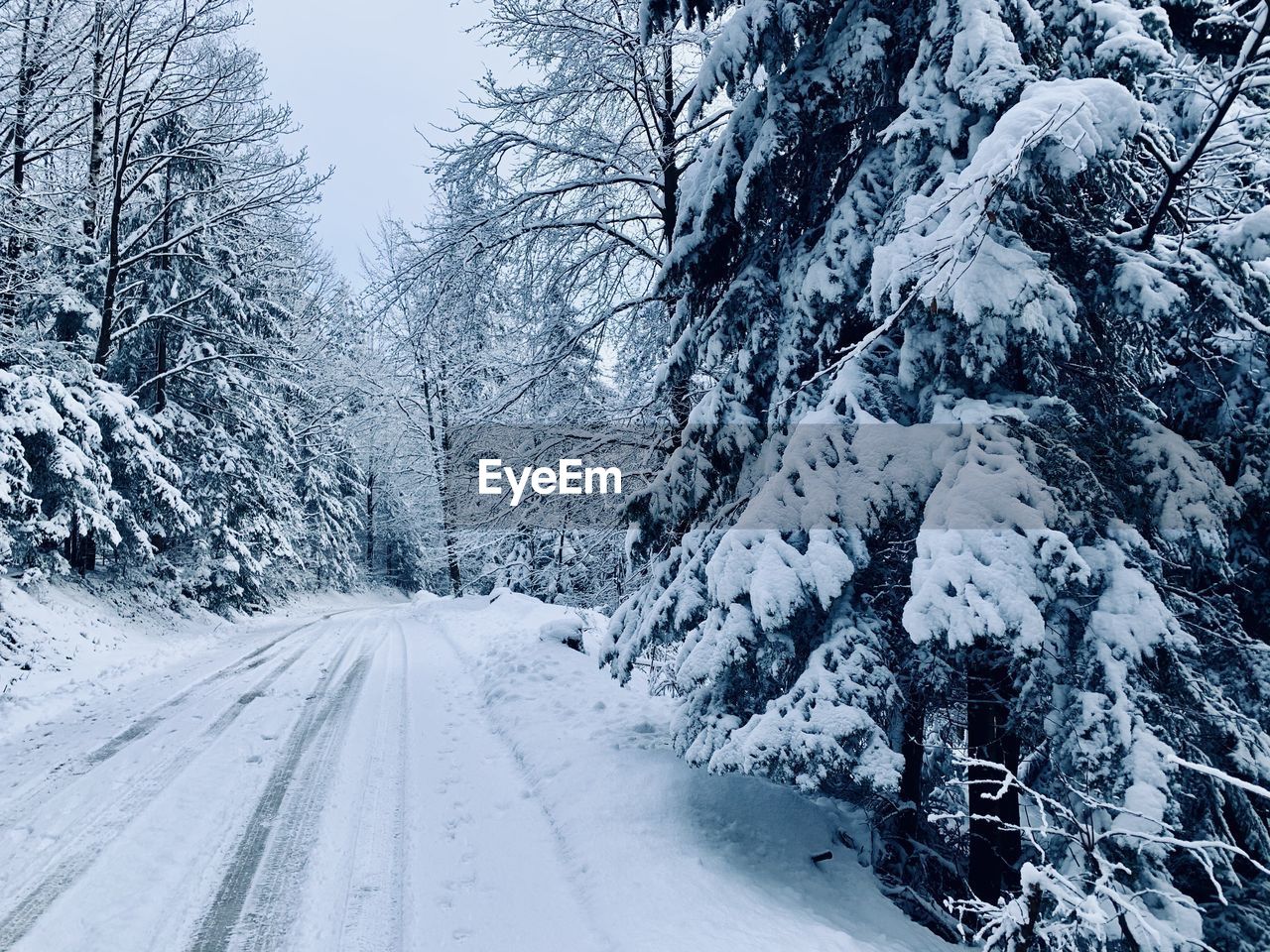 Snow covered road amidst trees during winter