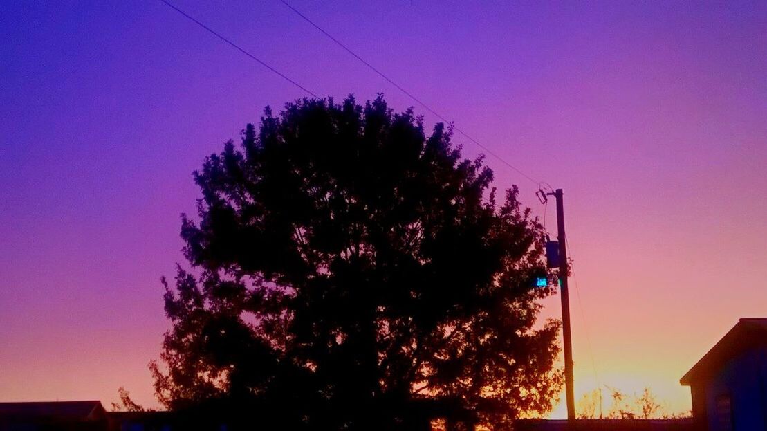 LOW ANGLE VIEW OF TREES AT SUNSET