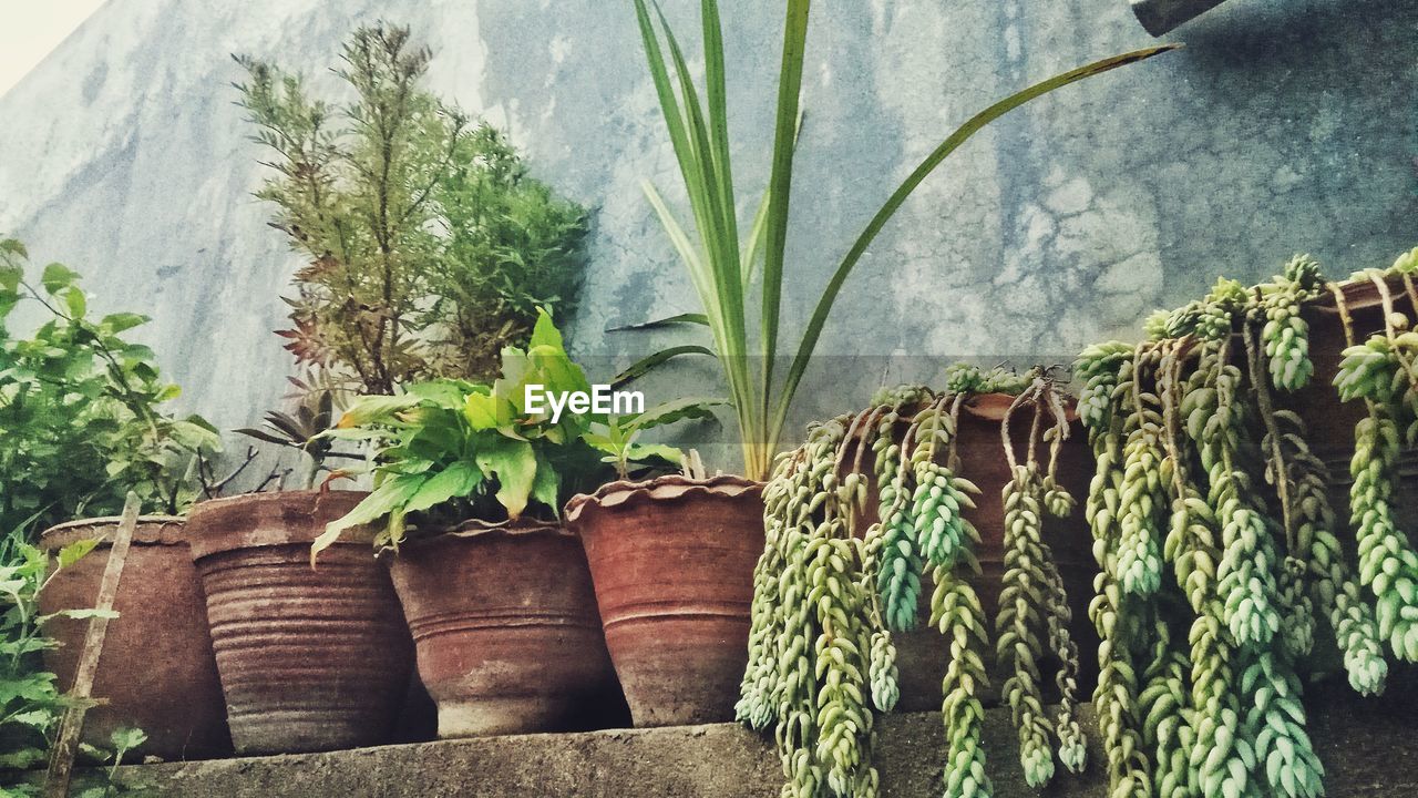 CLOSE-UP OF POTTED PLANTS ON TREE