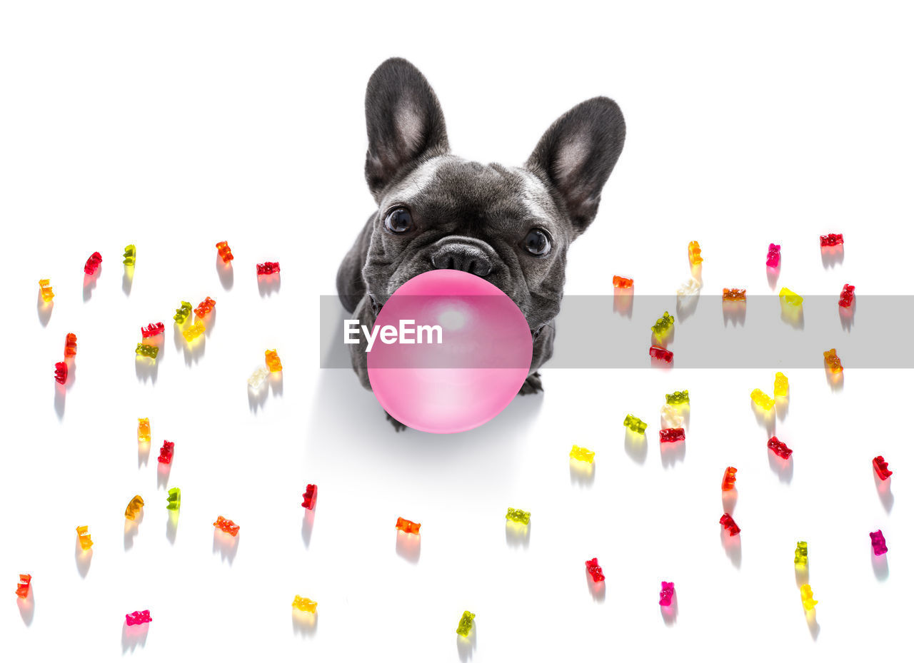 Portrait of dog with candies on white background