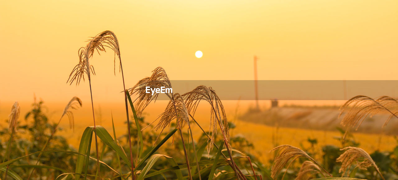 WHEAT FIELD AGAINST SKY DURING SUNSET