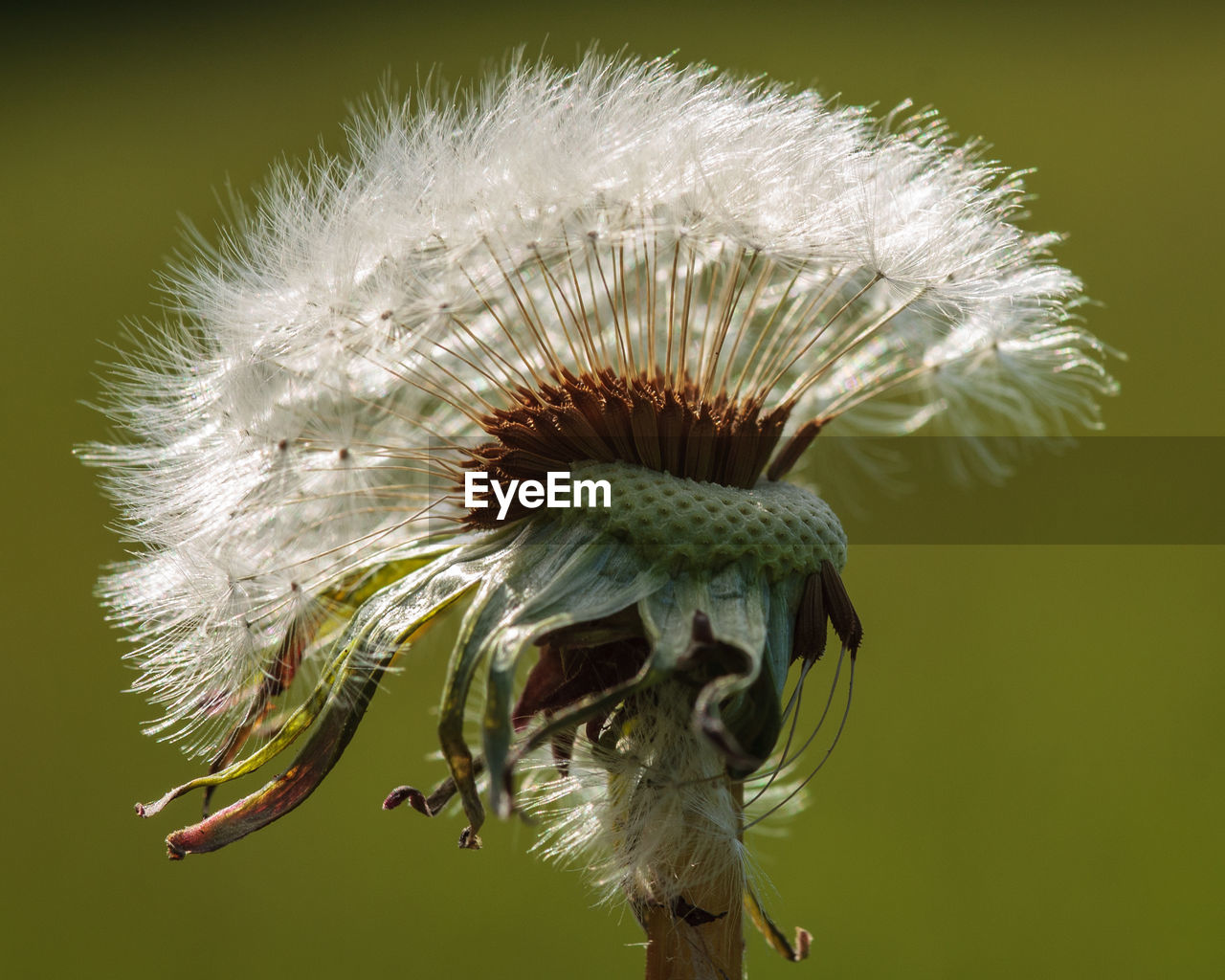 CLOSE-UP OF WILTED DANDELION FLOWER