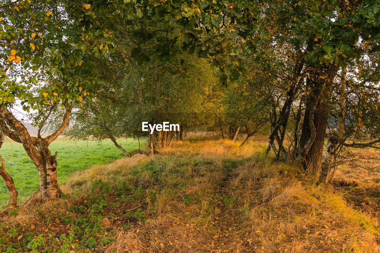 TREES GROWING IN FOREST