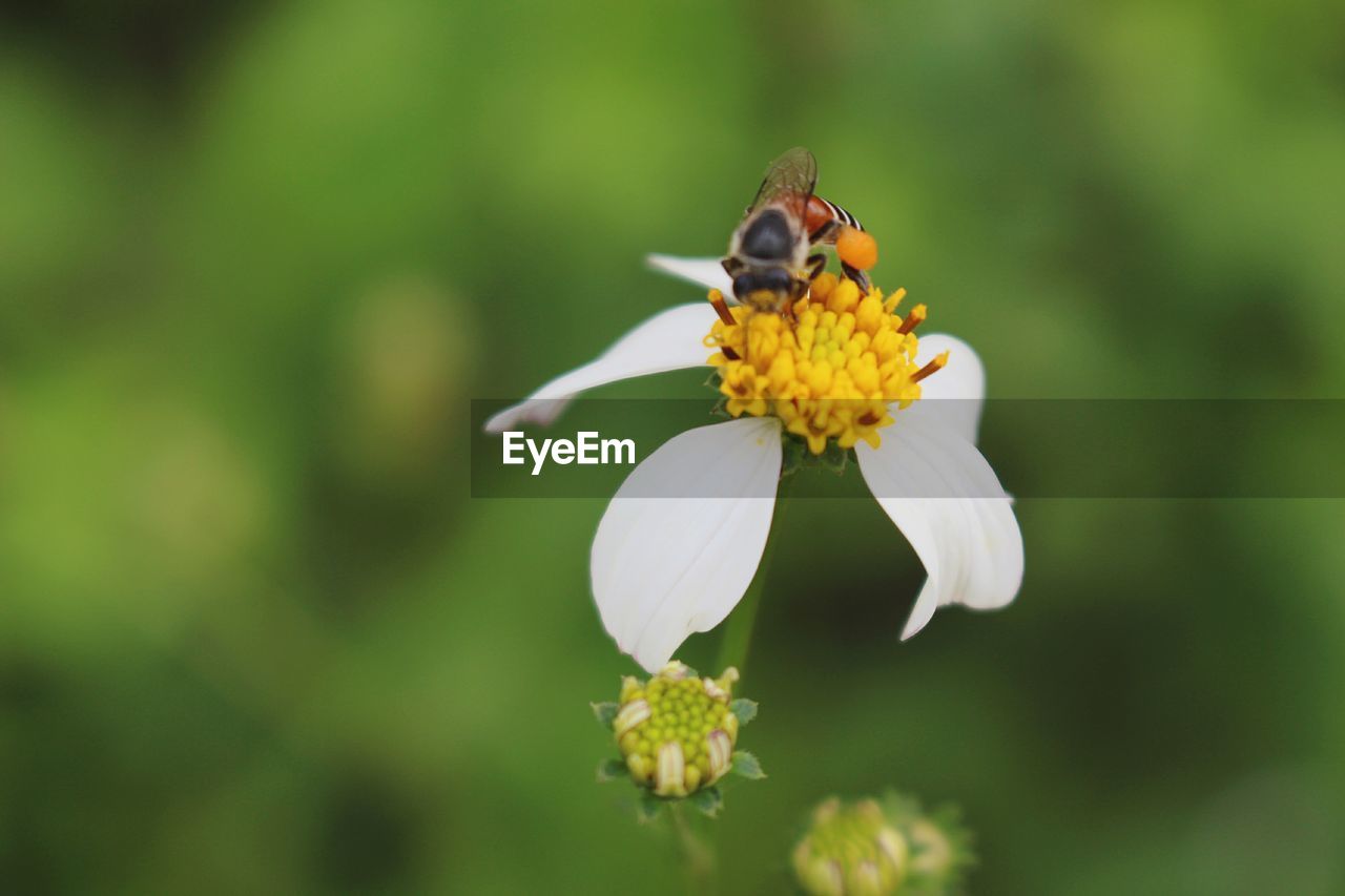 INSECT ON YELLOW FLOWER