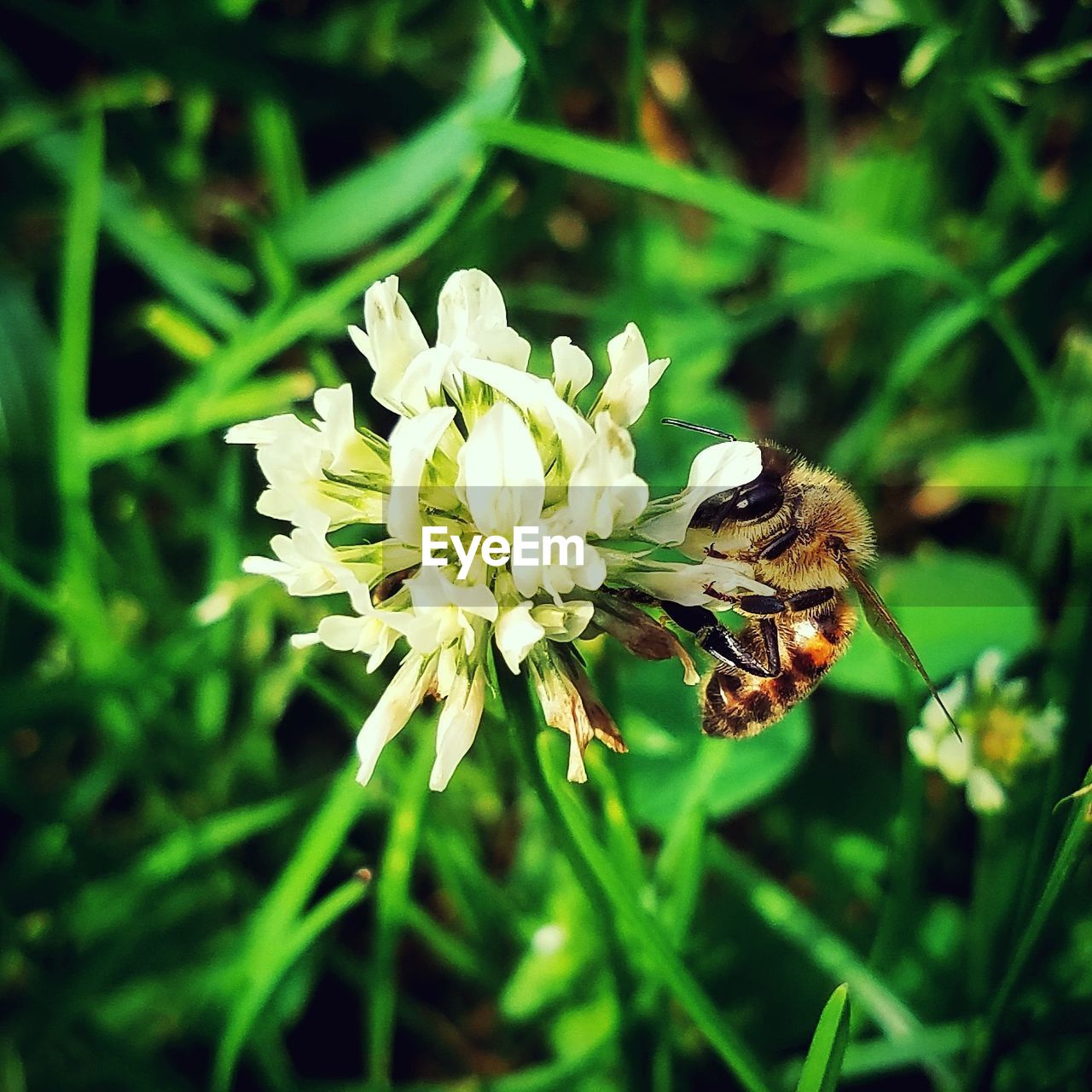 CLOSE-UP OF BEE POLLINATING ON WHITE FLOWERS