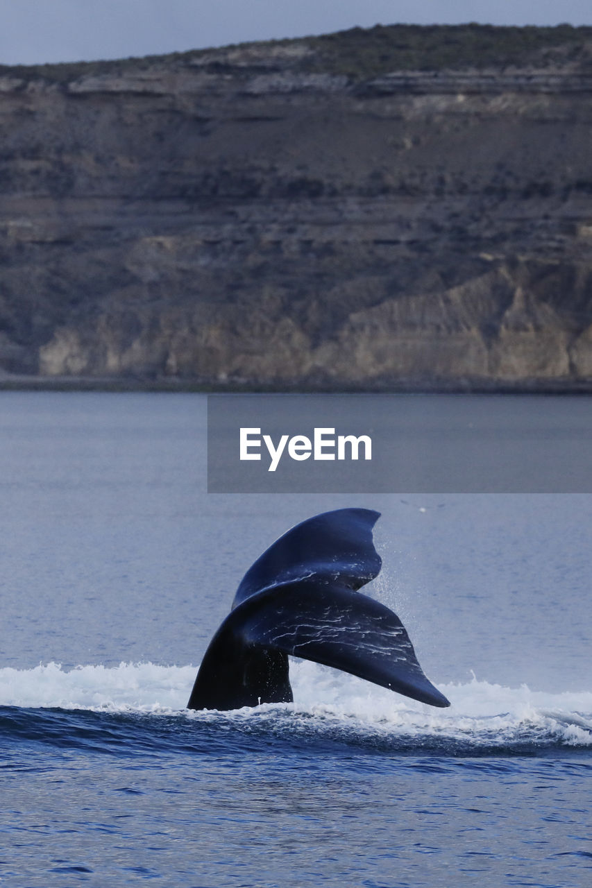 Southern right whale, eubalaena australis, valdes peninsula , argentina,