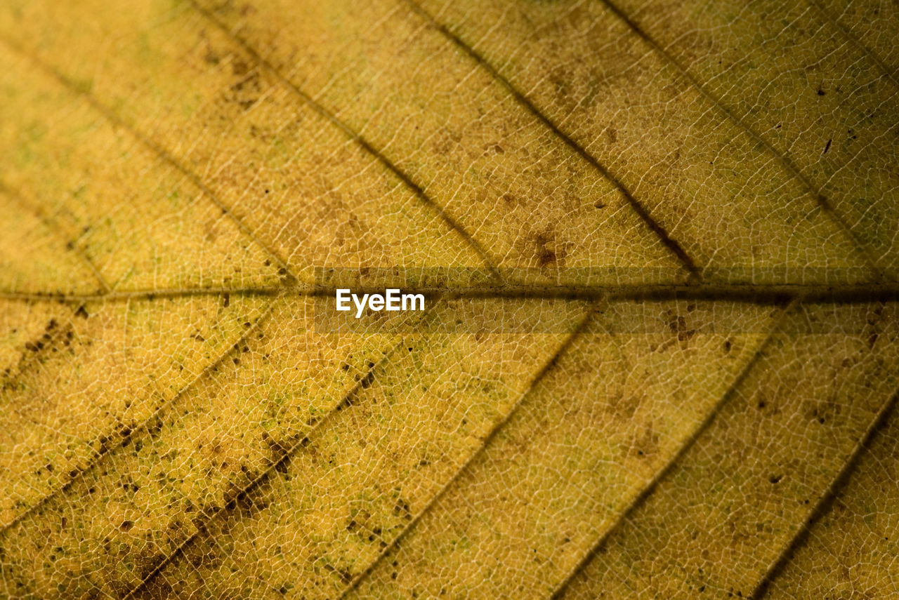 FULL FRAME SHOT OF TEXTURED WOOD