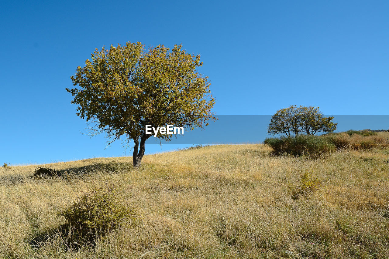 Tree in field against clear blue sky