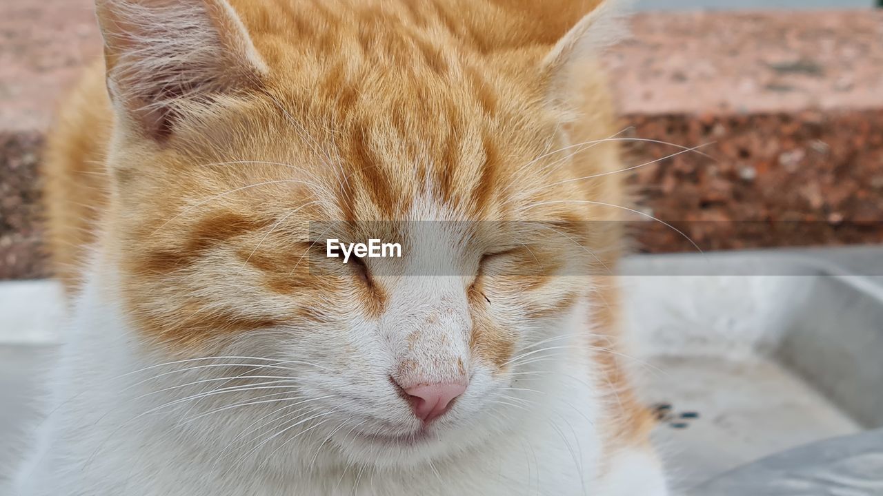 animal, animal themes, mammal, pet, cat, domestic animals, one animal, domestic cat, feline, nose, close-up, whiskers, skin, animal body part, relaxation, small to medium-sized cats, no people, tabby cat, focus on foreground, felidae, eyes closed, animal head, carnivore