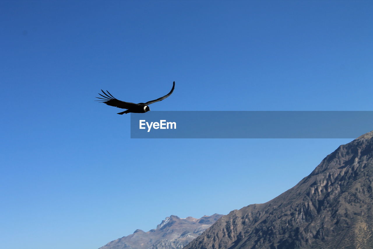 LOW ANGLE VIEW OF BIRD FLYING AGAINST CLEAR SKY