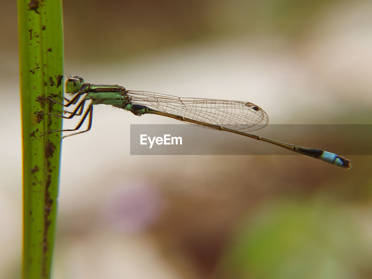 Dragonflies perch on grass thatch