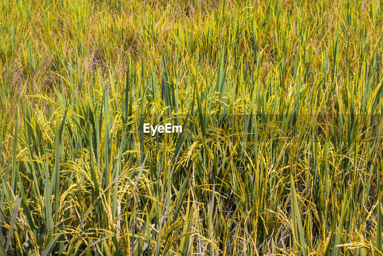 FULL FRAME SHOT OF WHEAT FIELD