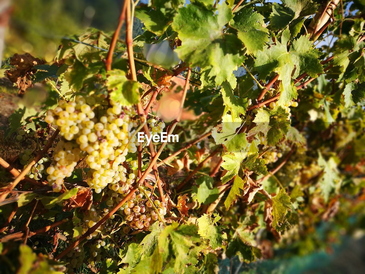 Close-up of grapes growing in vineyard