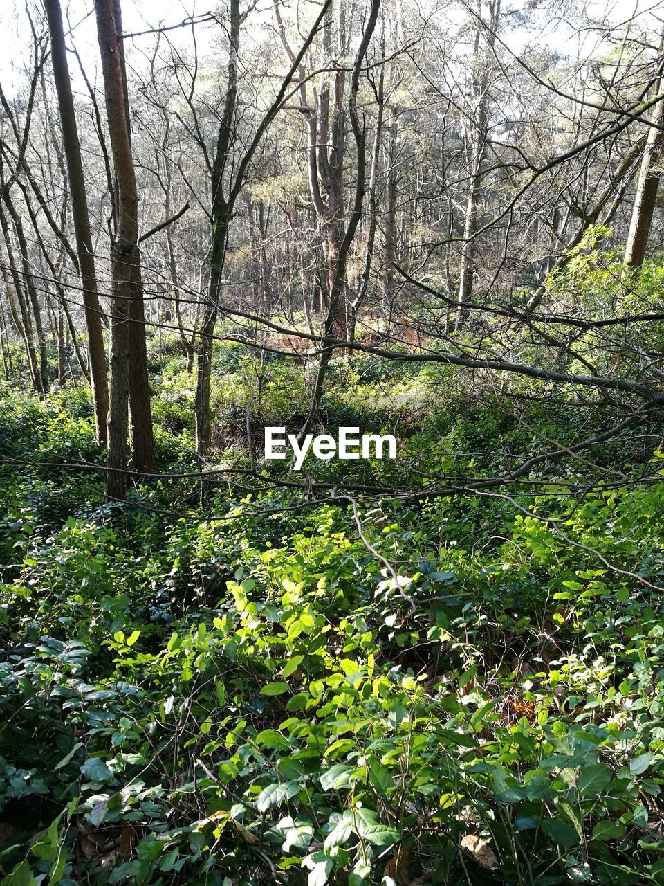 TREES AND PLANTS GROWING IN FOREST