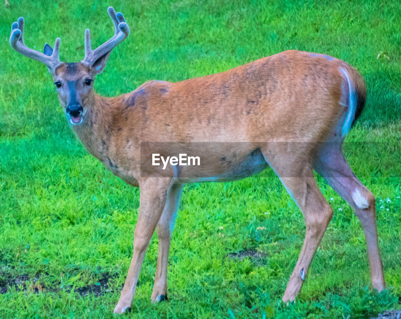 PORTRAIT OF DEER STANDING BY GRASS