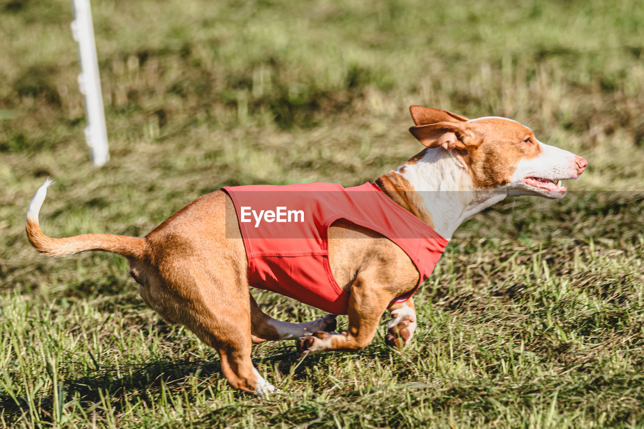 pet, animal themes, dog, animal, mammal, one animal, domestic animals, grass, canine, plant, nature, field, animal sports, day, land, no people, side view, outdoors, relaxation, hound