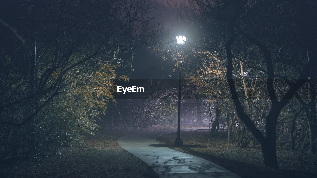 BARE TREES IN FOREST AT NIGHT