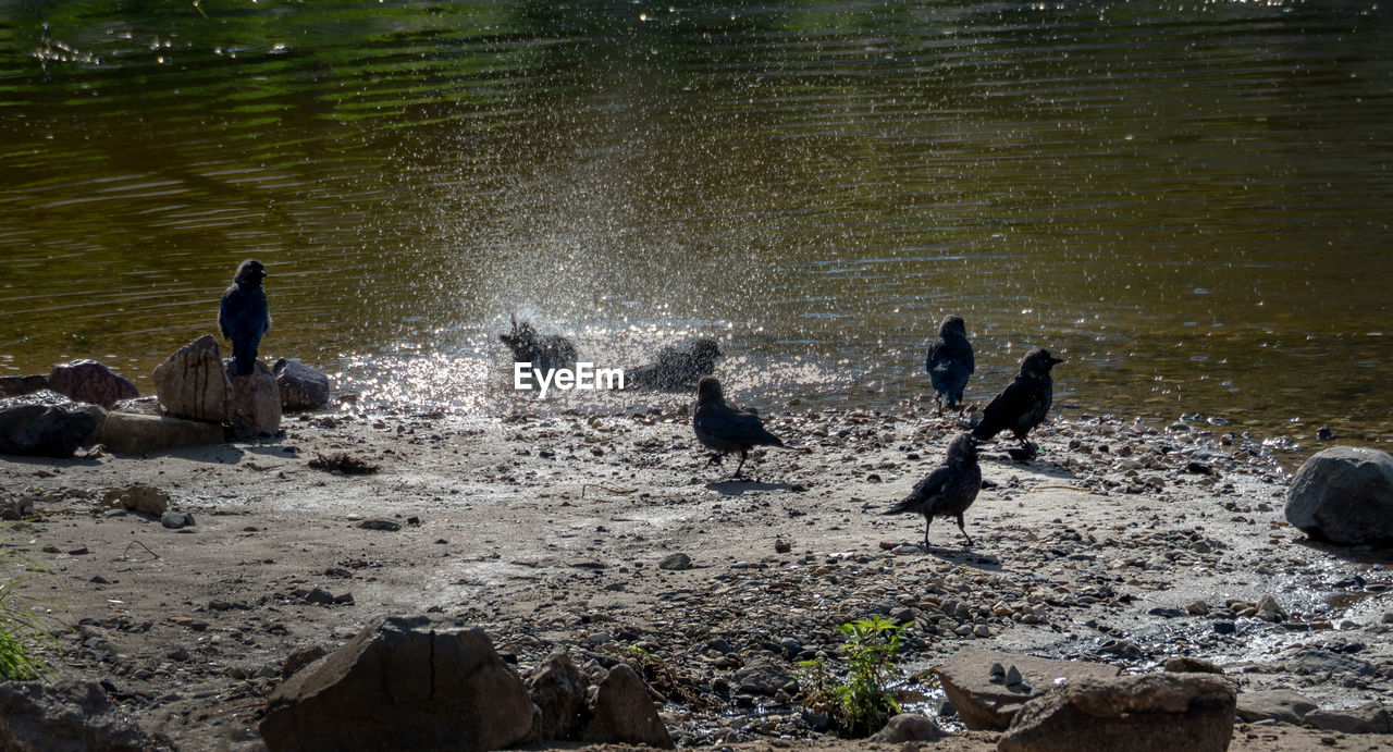 VIEW OF BIRDS IN CALM LAKE