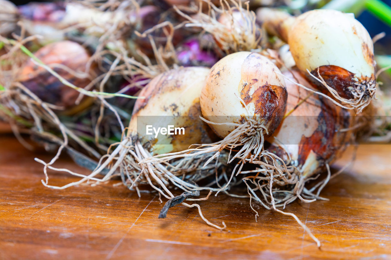 CLOSE-UP OF DEAD EGGS IN NEST