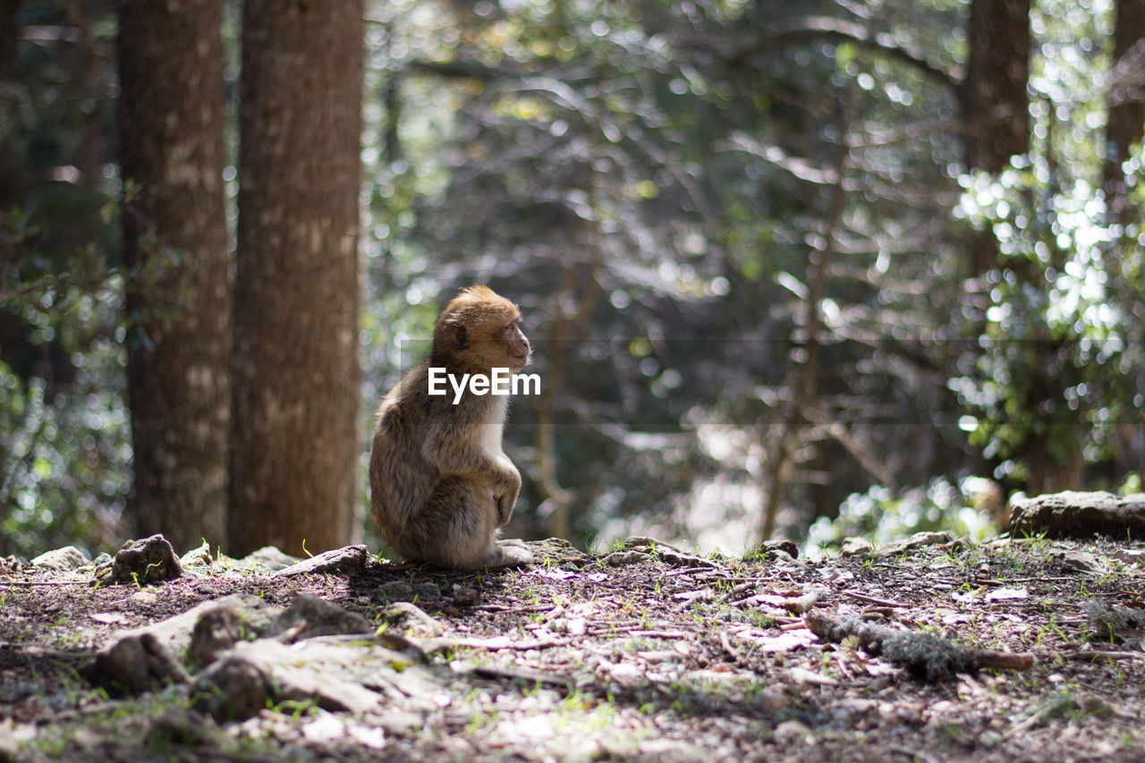 Profile view of monkey in forest