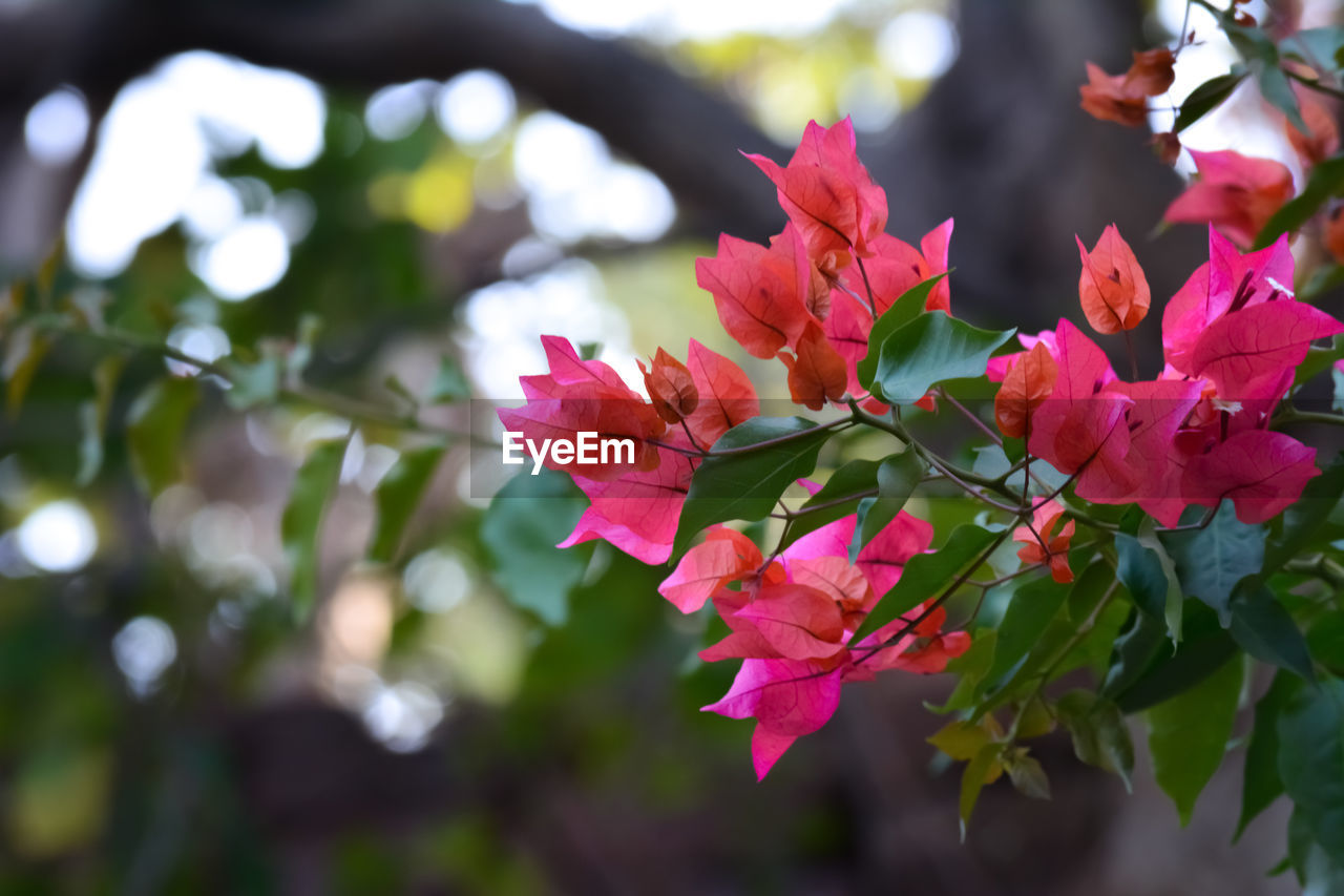 Close-up of pink flowering plant