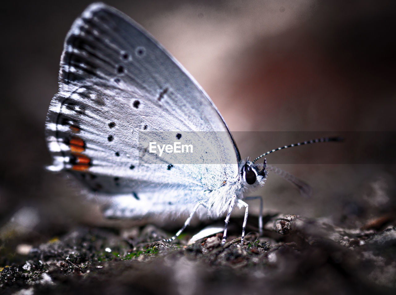 Close-up of white butterfly