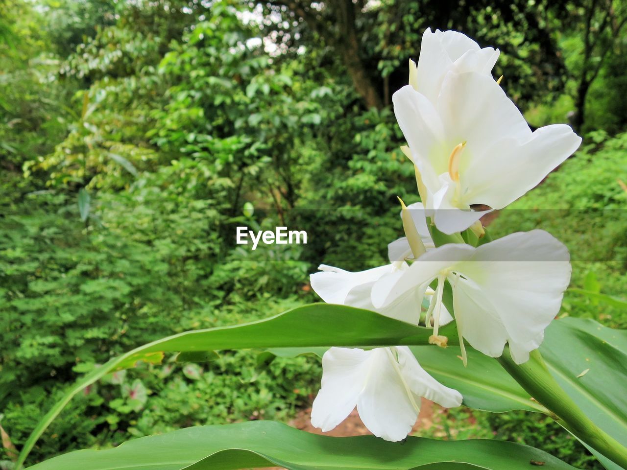 Close-up of white day lily blooming in park